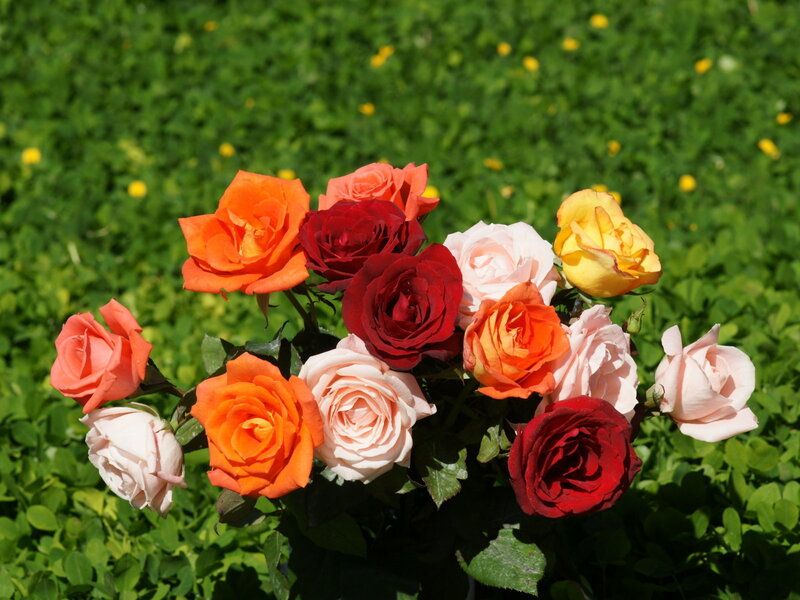 Colorful roses in a garden