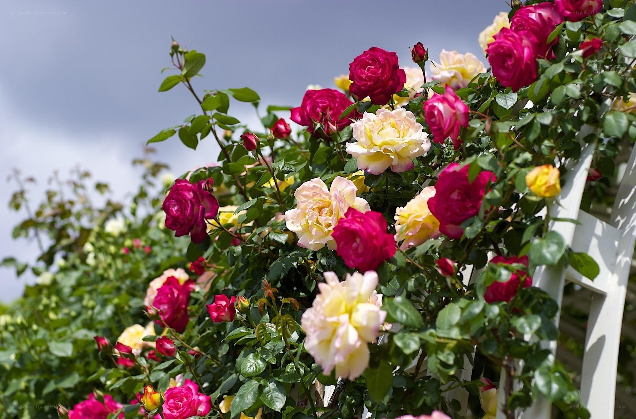 Colorful roses in a garden