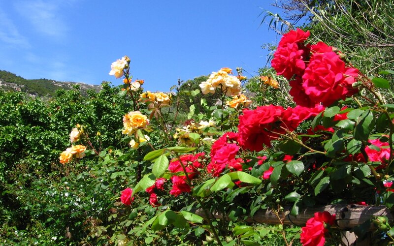 Colorful roses in a sunny garden