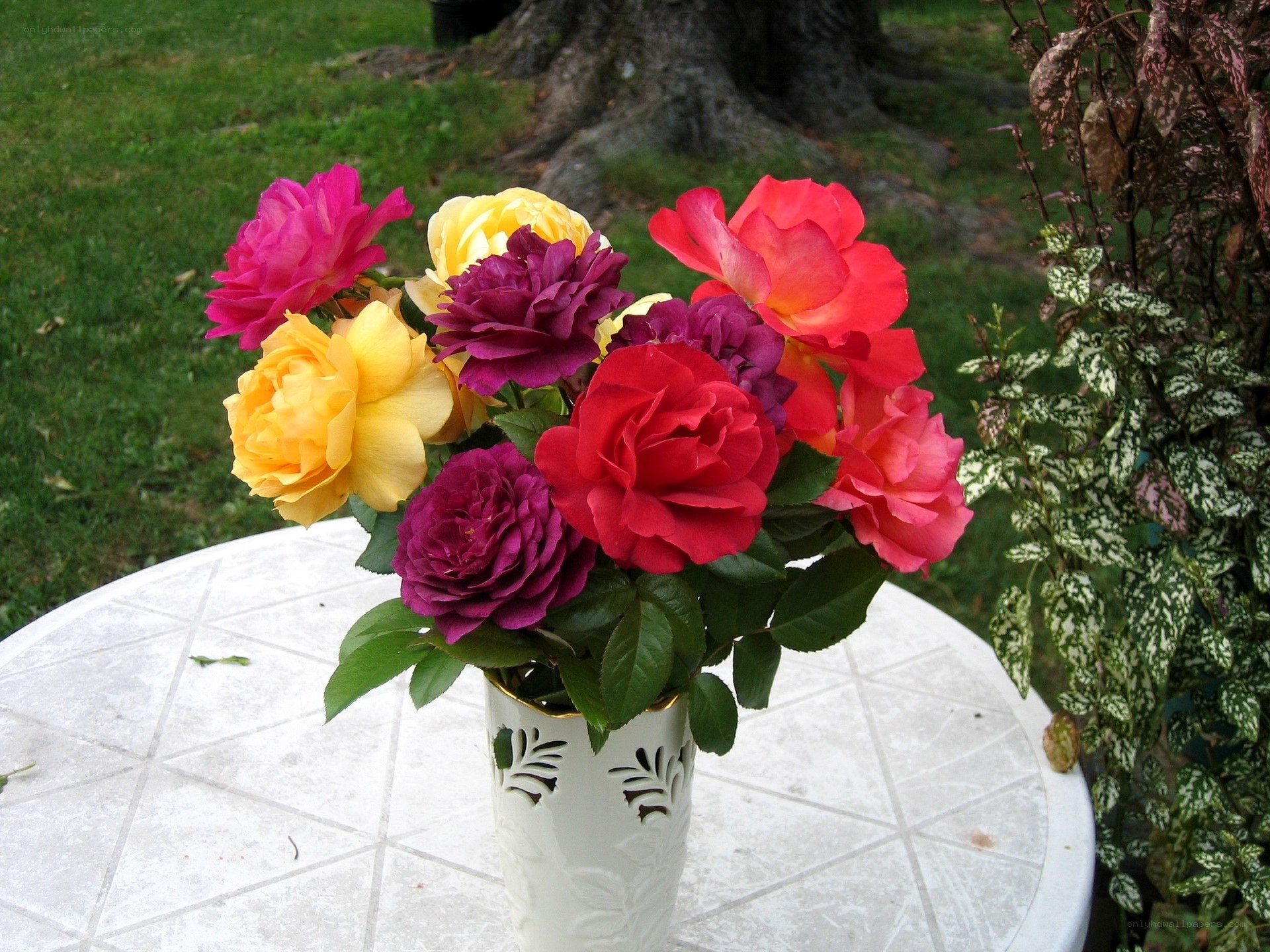 Colorful roses in a vase
