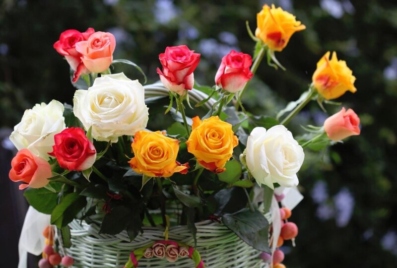 Colorful Roses in Basket — White