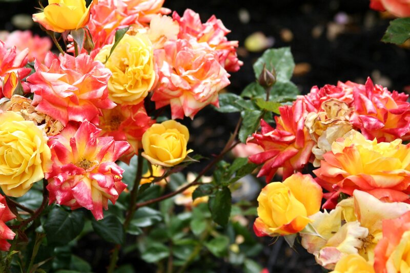 Colorful roses in bloom