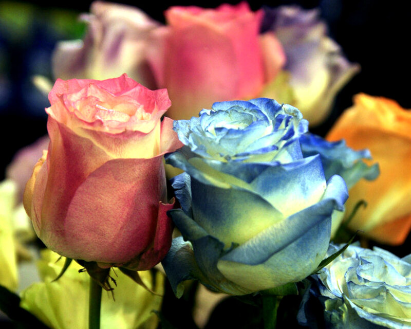 Colorful Roses in Bloom — Pink