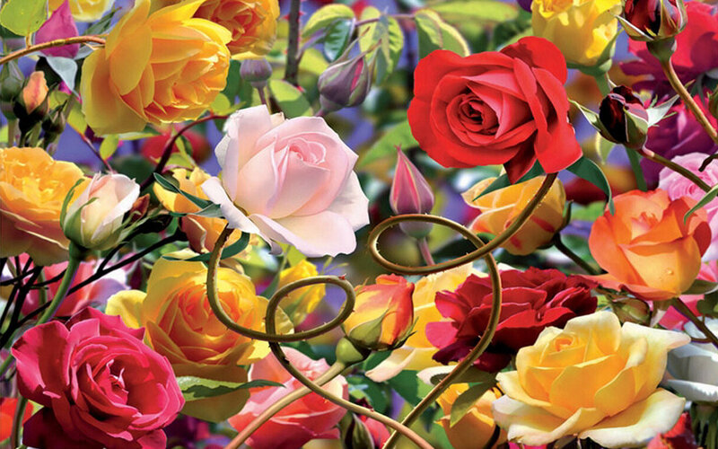 Colorful Roses in Bloom — Red