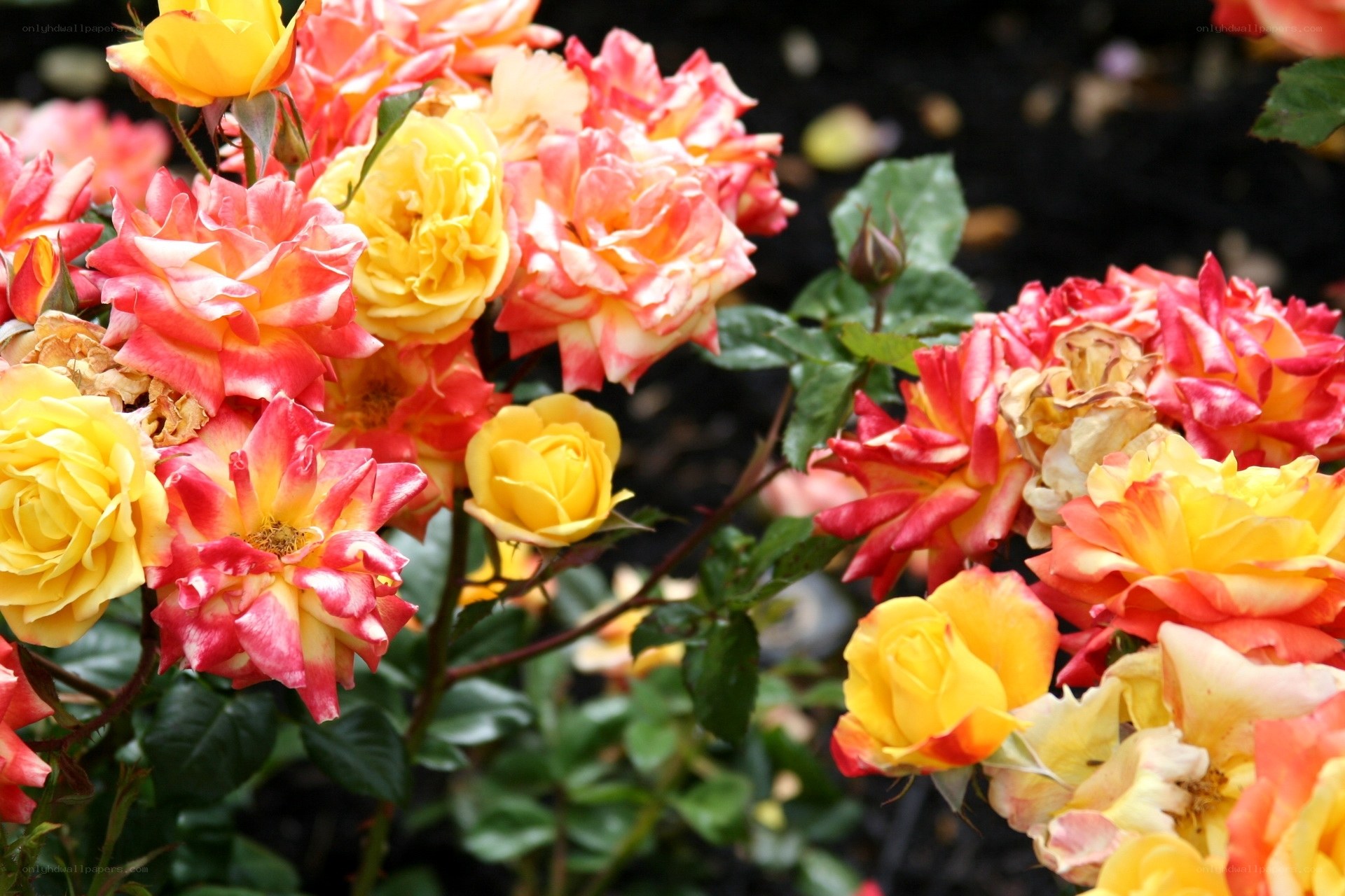 Colorful roses in bloom