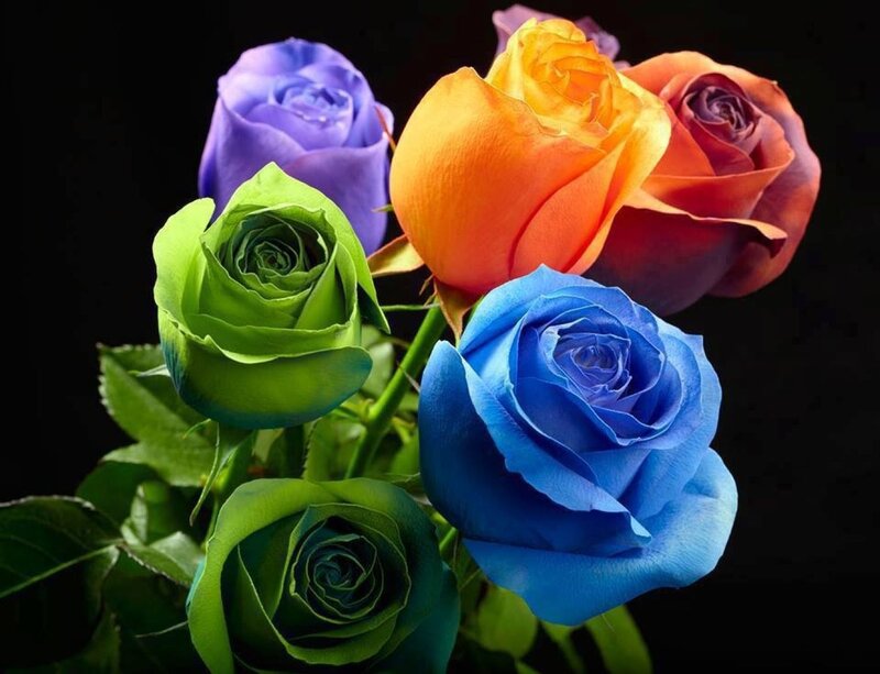 Colorful Roses in Bouquet — Blue, Dramatic