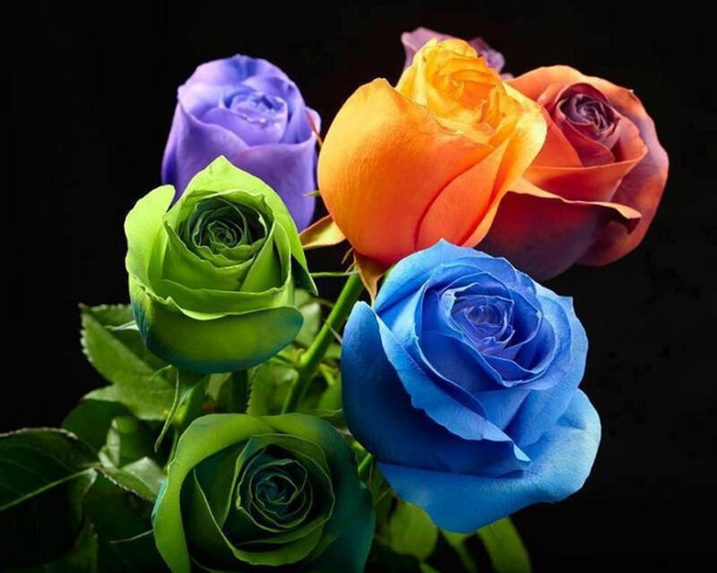 Colorful Roses in Bouquet — Blue