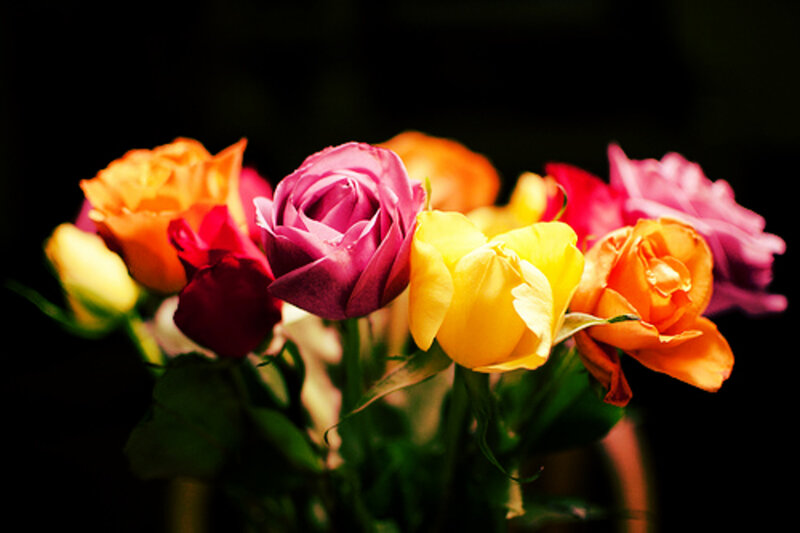 Colorful Roses in Bouquet — Pink, Dramatic