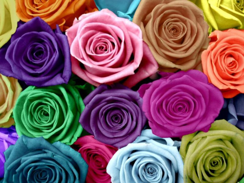 Colorful Roses in Bouquet — Pink, Vibrant, Photograph