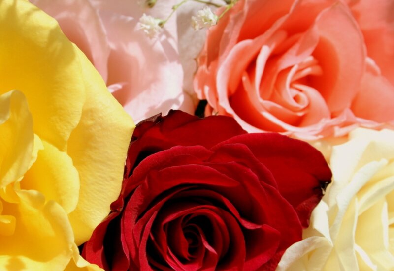 Colorful Roses in Bouquet — Red, Calm