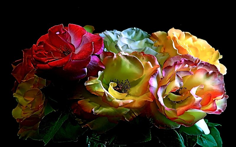 Colorful Roses in Bouquet — Red, Dramatic, Photograph, Flowers