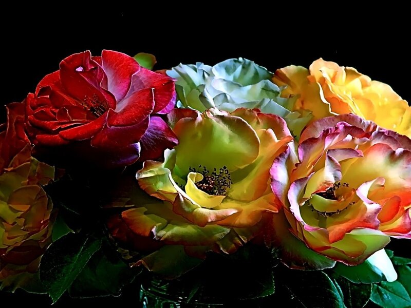 Colorful Roses in Bouquet — Red, Dramatic, Photograph