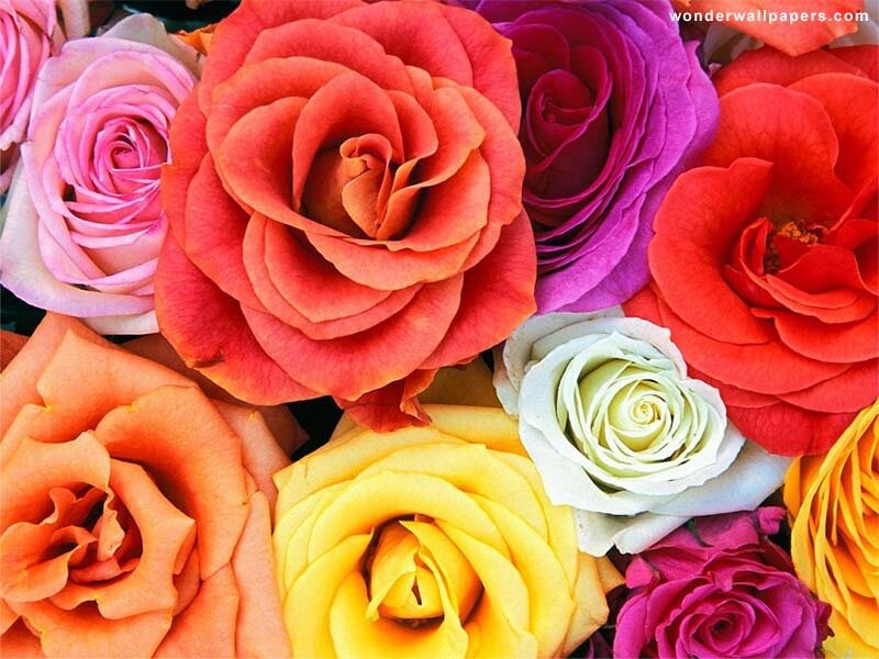 Colorful Roses in Bouquet — Red, Flowers