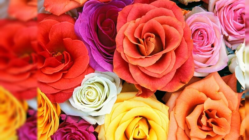 Colorful Roses in Bouquet — Red, Pink