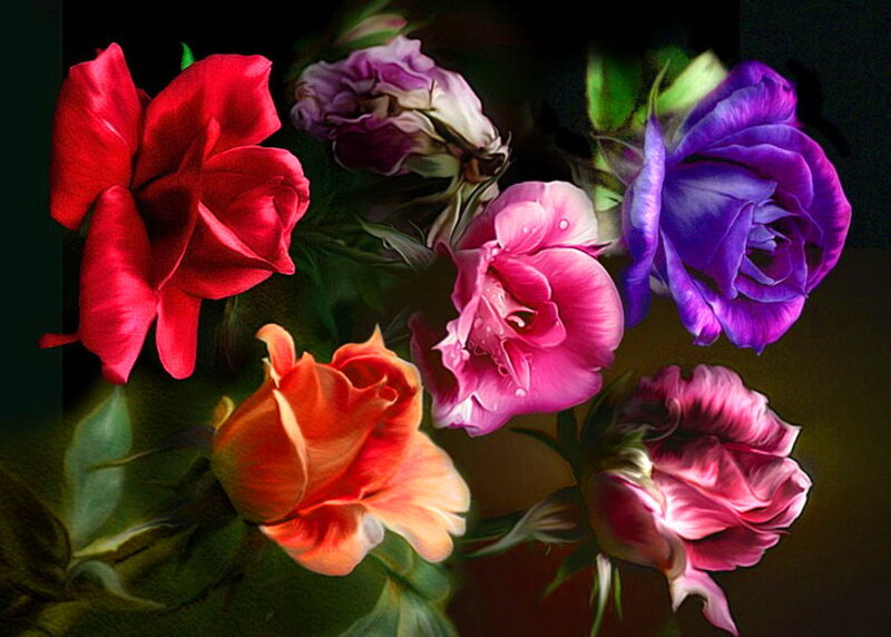 Colorful Roses in Bouquet — Red