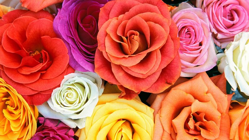 Colorful Roses in Bouquet — Red, Vibrant, Photograph, Flowers, Petals, Pink