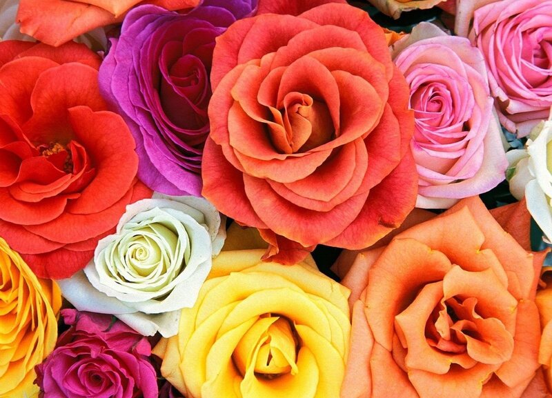 Colorful Roses in Bouquet — Red, Vibrant