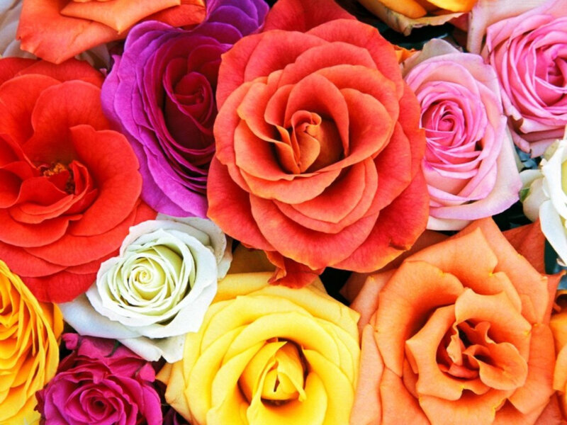 Colorful Roses in Bouquet