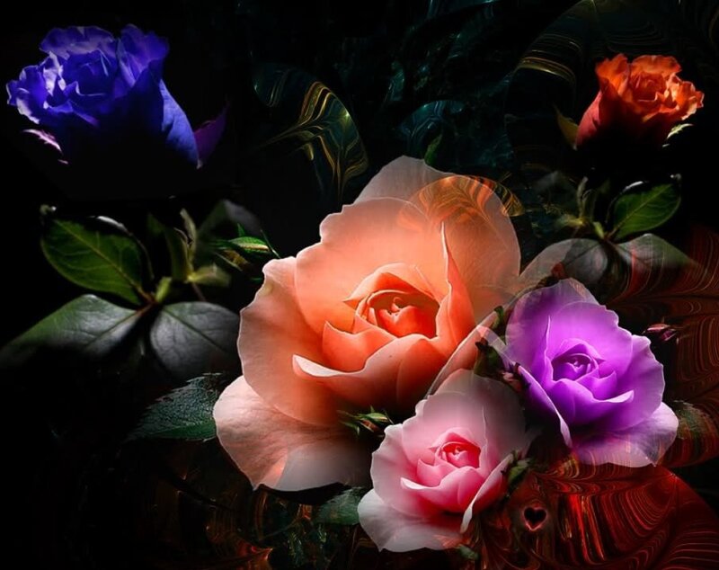 Colorful Roses in Dark Setting