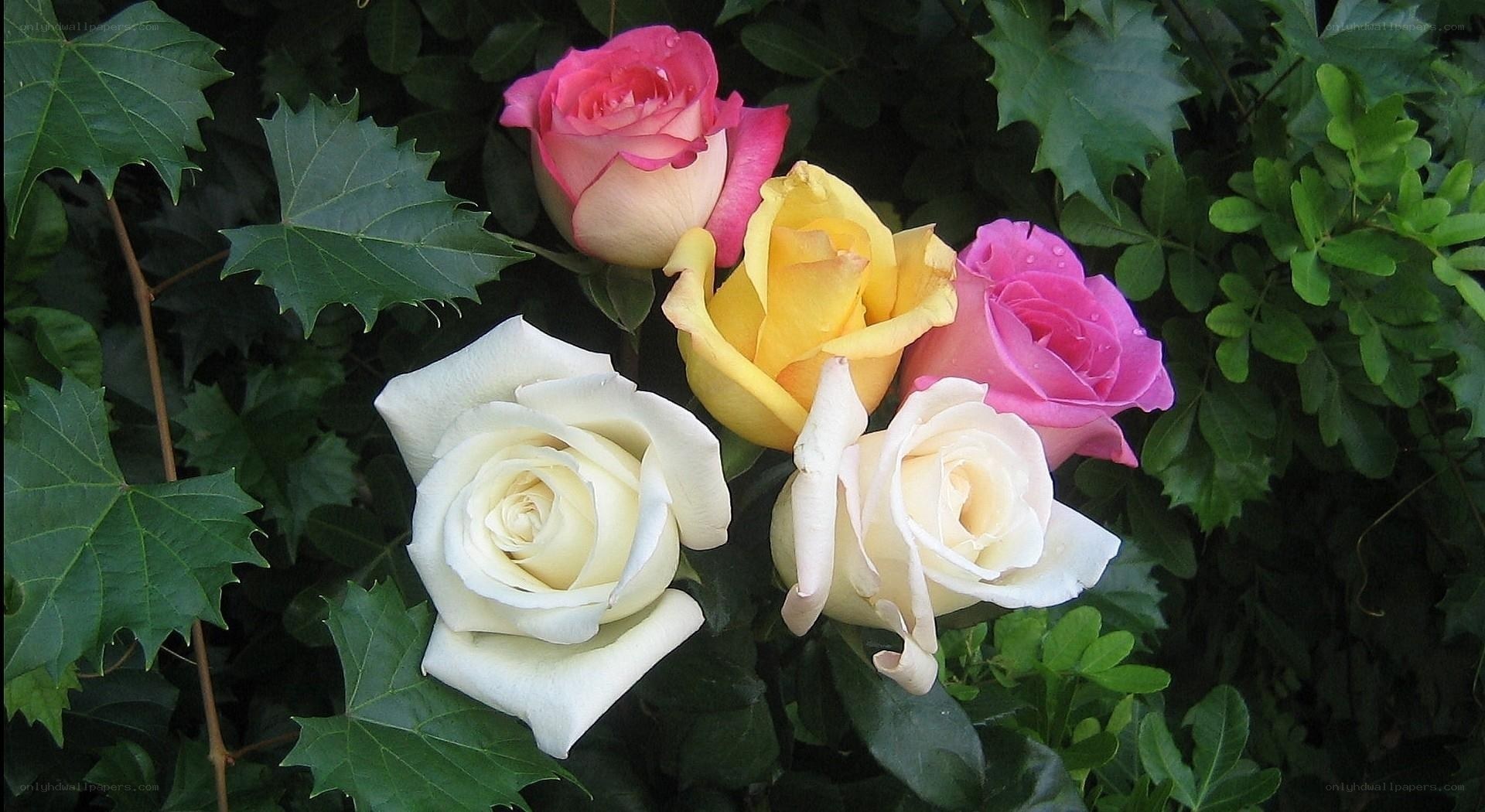 Colorful roses in garden