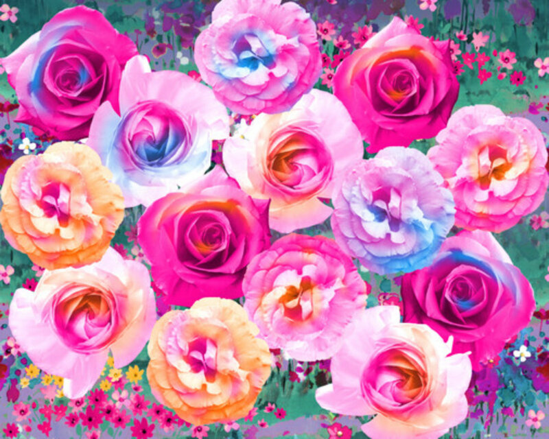 Colorful Roses in Garden — Pink