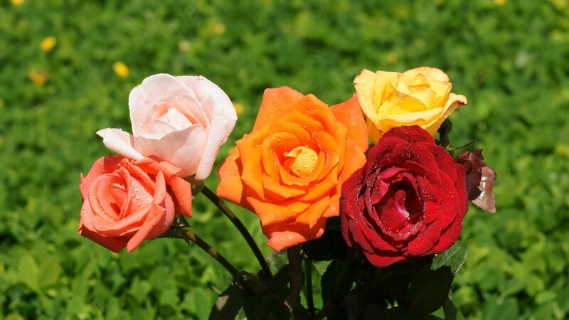 Colorful Roses in Garden — Red, Serene