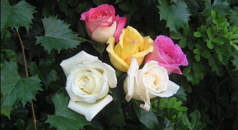 Colorful Roses in Garden — White