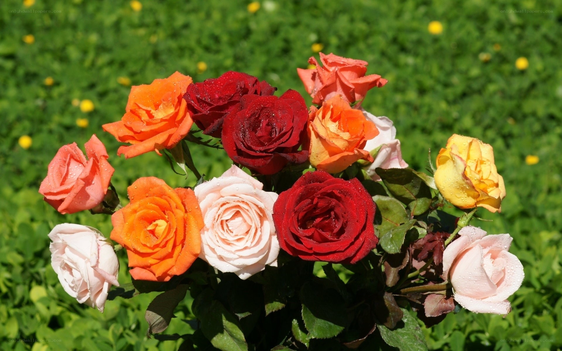 Colorful roses in garden