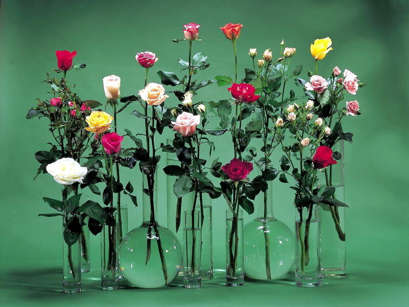 Colorful roses in glass vases