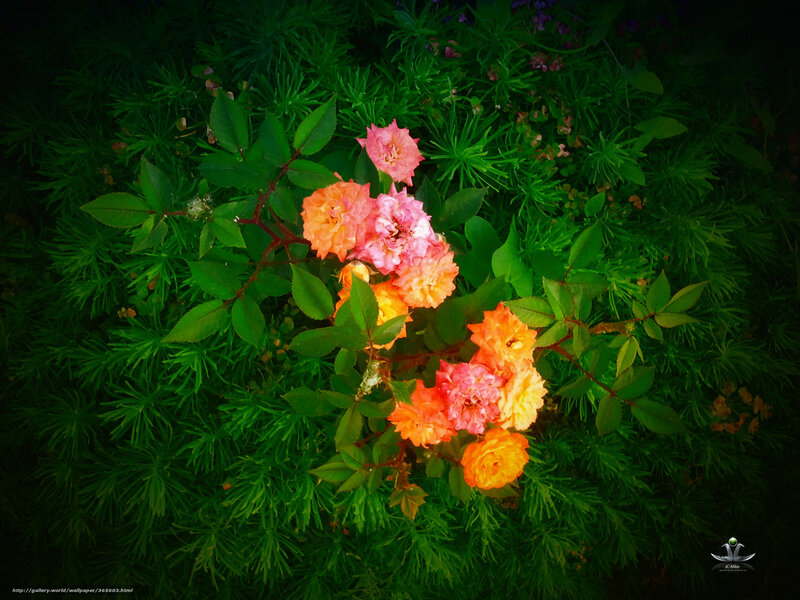 Colorful roses in green foliage