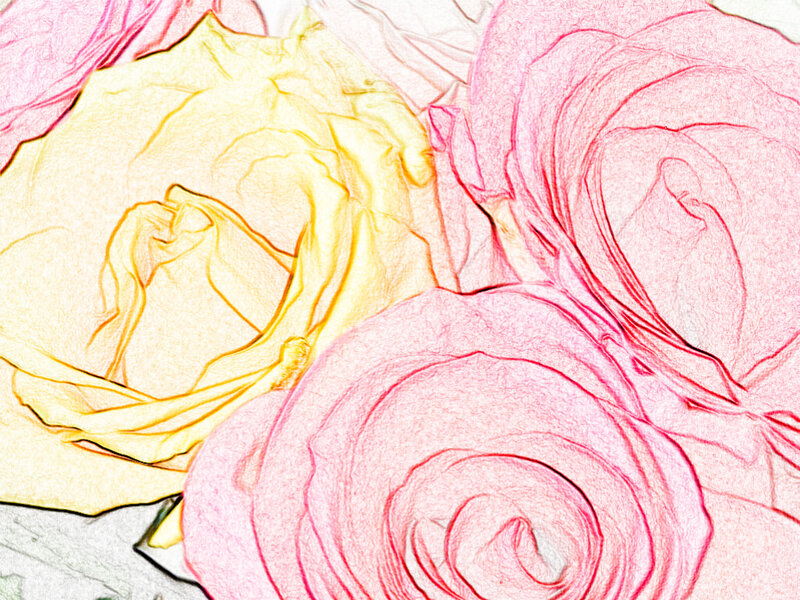 colorful roses in sketch style