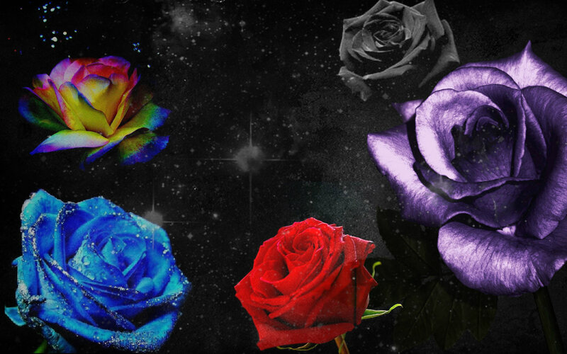 Colorful Roses in Space