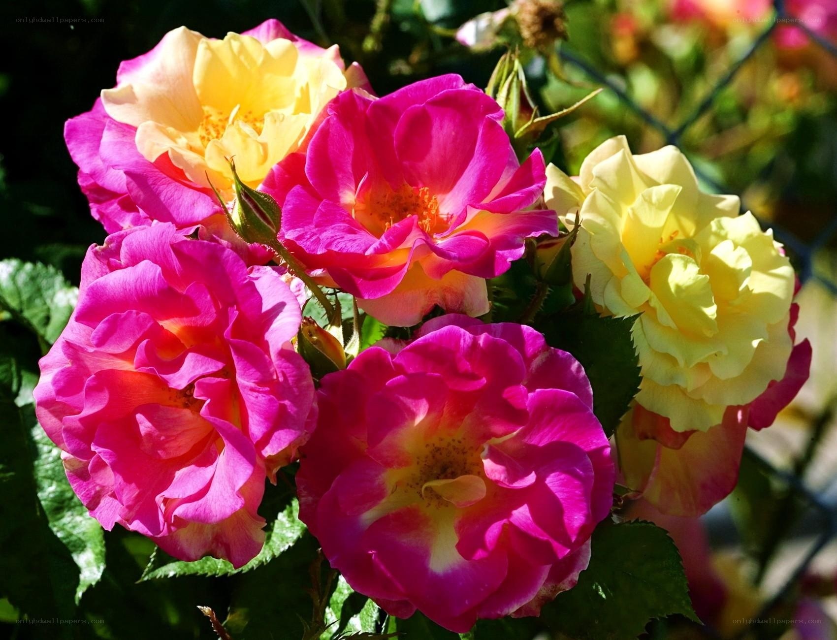Colorful roses in sunlight