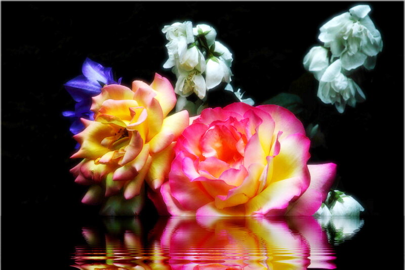Colorful Roses in Water — Pink