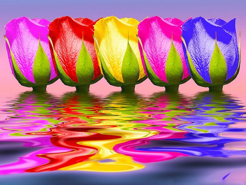 Colorful Roses in Water — Pink, Vibrant