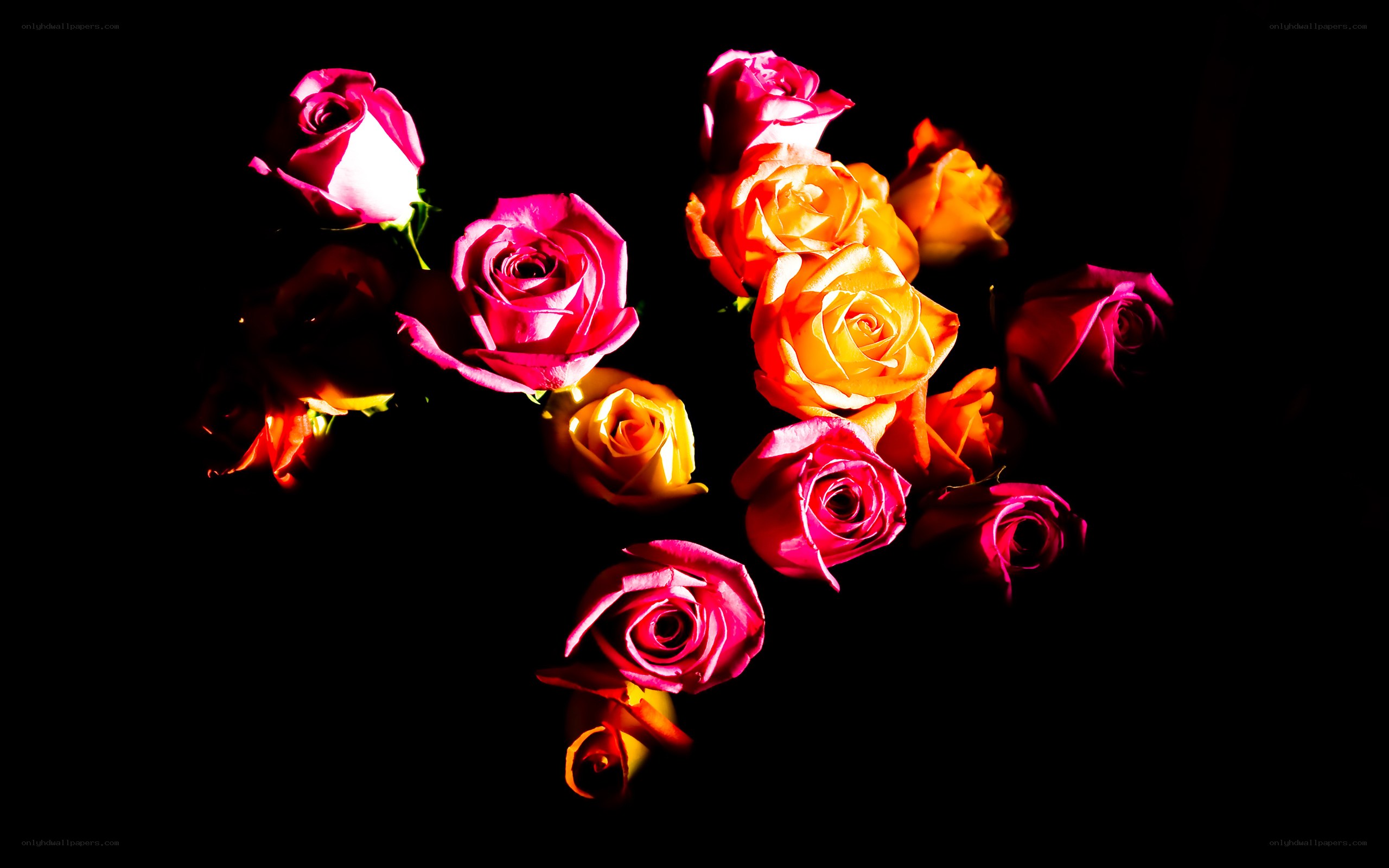 Colorful roses on black background