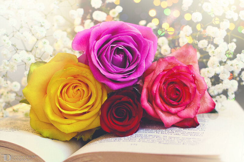 Colorful Roses on Book
