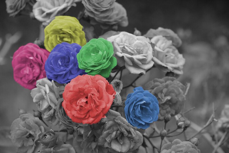 Colorful Roses on Bush