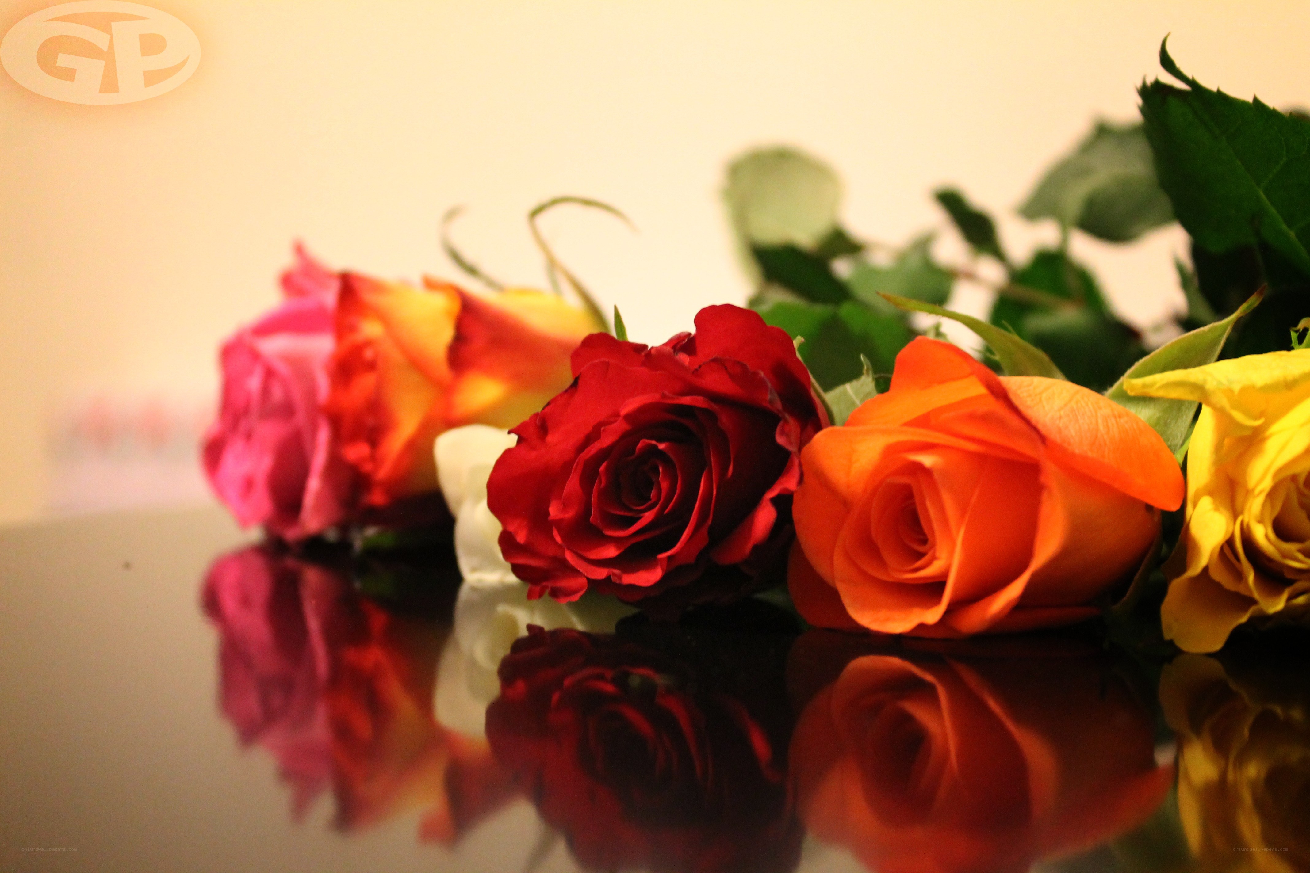Colorful roses on reflective surface