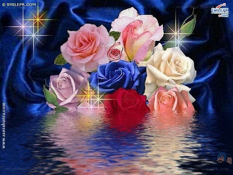 Colorful roses on water