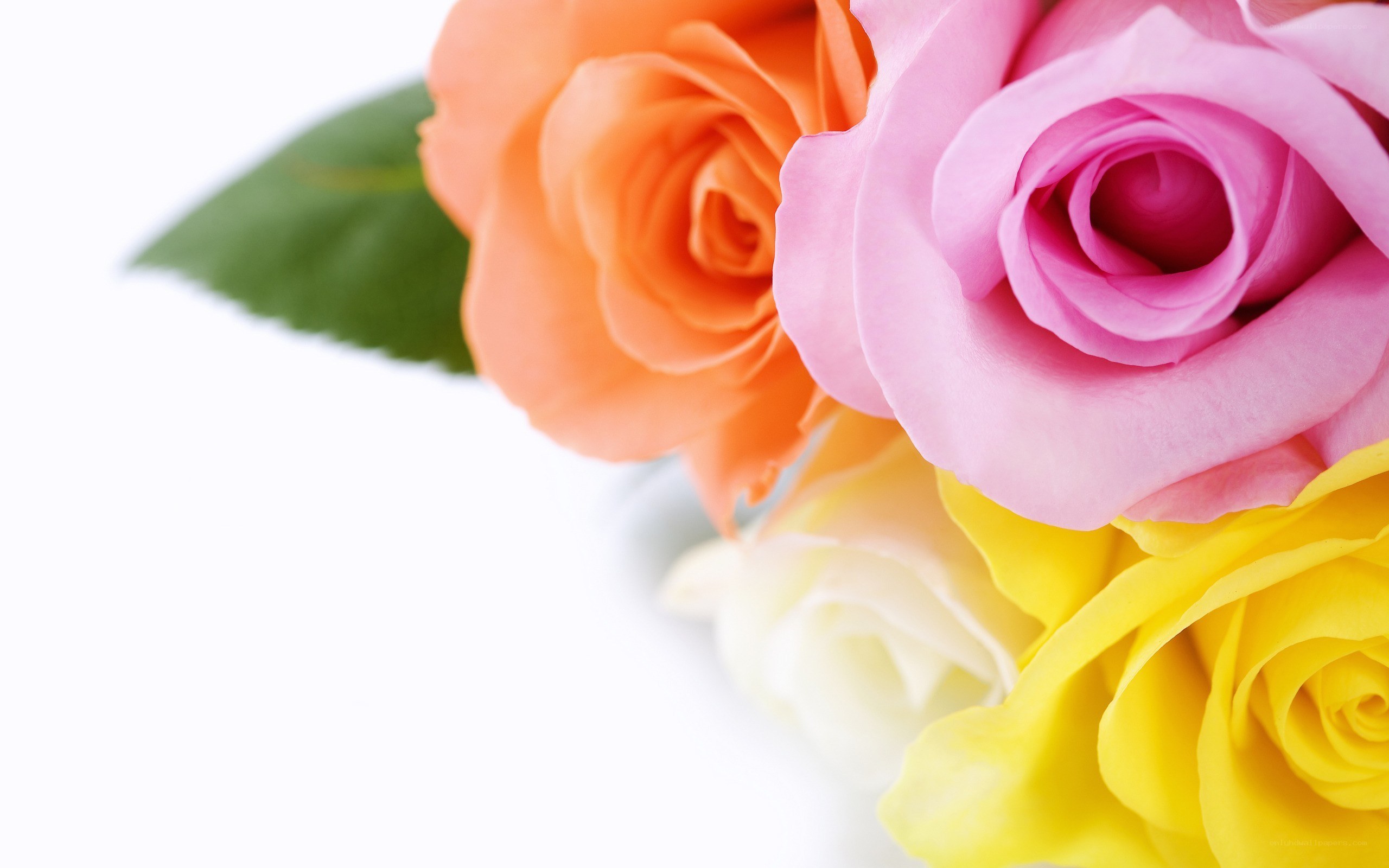 colorful roses on white