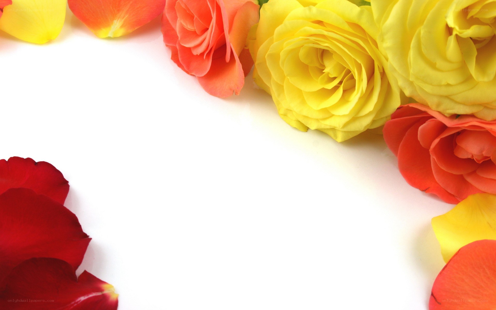 colorful roses on white