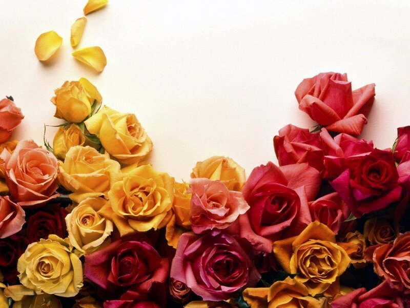 colorful roses on white background