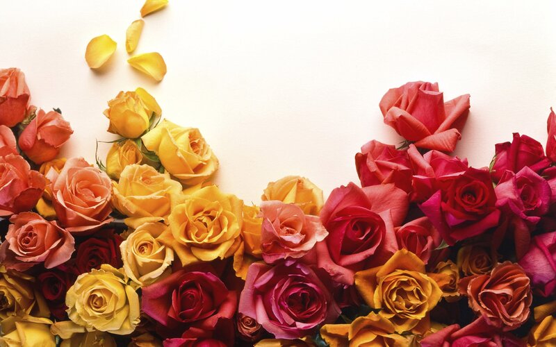 colorful roses on white background