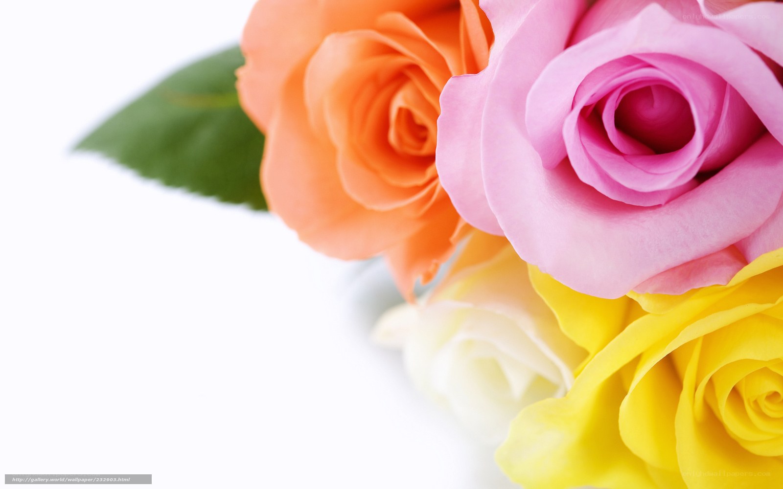Colorful roses on white