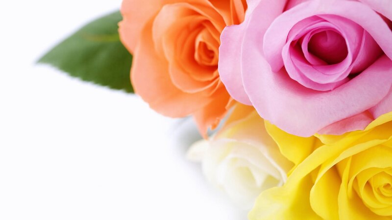 Colorful Roses — Pink, Calm, Photograph