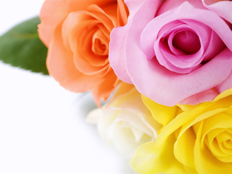Colorful Roses — Pink, Calm