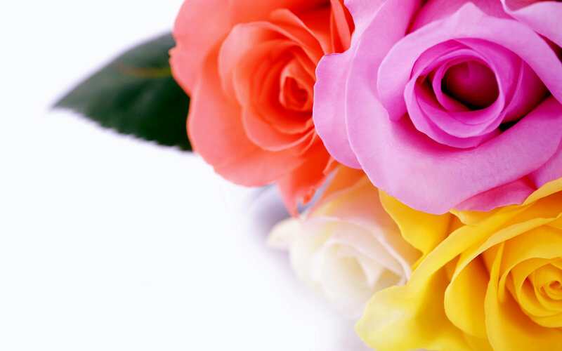 Colorful Roses — Pink