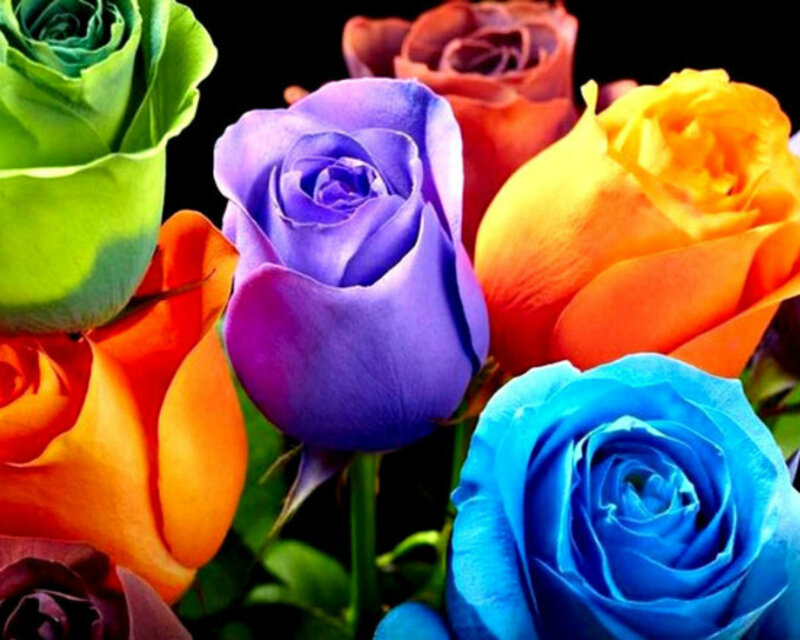 Colorful Roses — Purple