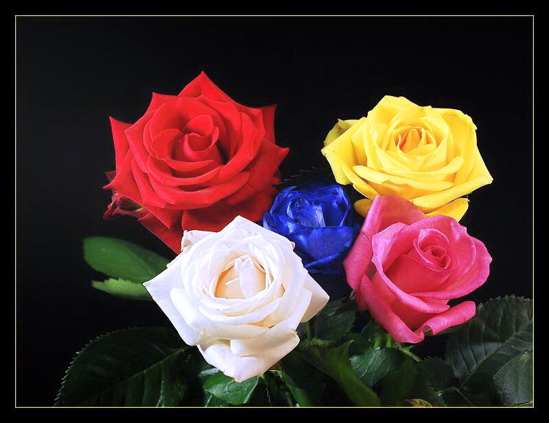 Colorful Roses — Red